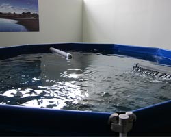 Piscina para piscicultura llena