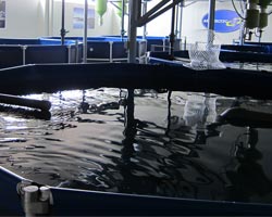Piscina para piscicultura llena