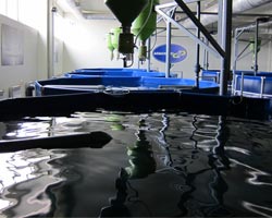 Piscina para piscicultura llena