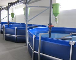 Piscinas estanque para piscicultura en edificio
