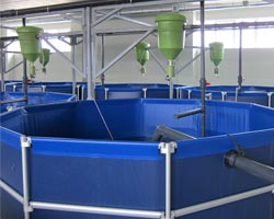 Piscina estanque llena para piscicultura