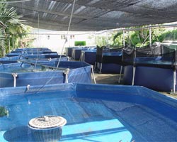Piscinas octagonales para piscicultura exterior