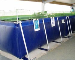 Piscina desmontable para piscicultura interior