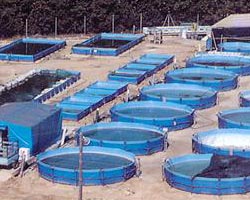 Empresa de piscicultura exterior con piscinas especiales de varios tamaños